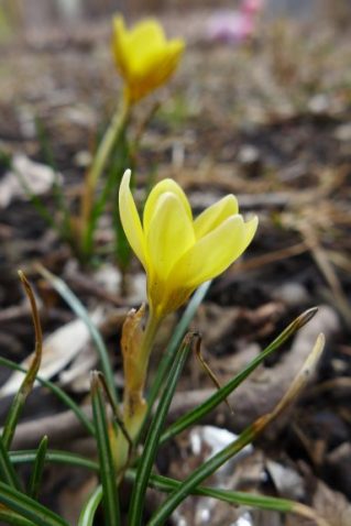 Two Kinds of Yellow Crocus