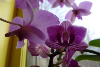 two varieties of orchid
