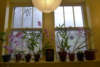 window sill full of orchids