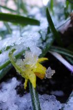 icy daffodil