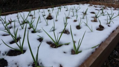 snow on the garlic
