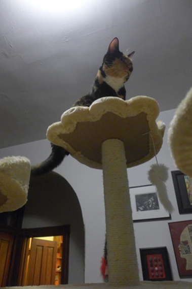 Queen of the Cat Tree