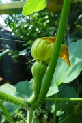 baby squash with spent bloom