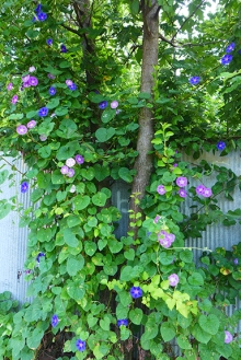 morning glories along the alley