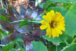yellow flower and metal flower