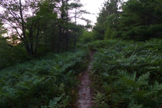 the trail to blueberries