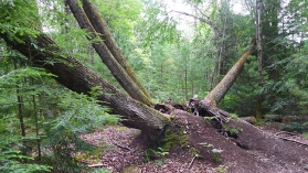 impressive remains of a multi-trunked tree