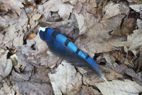 blue jay feather