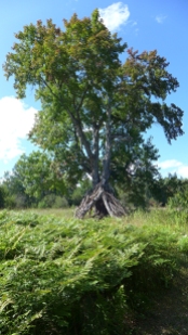 Tree Fort at Hailand/Helstrom Preserves