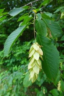 hophornbeam tree