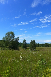 Meadow view at E. Johnston Preserve