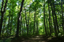 U.P. Forest