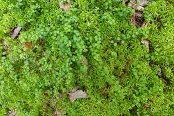 peat moss and creeping snowberry